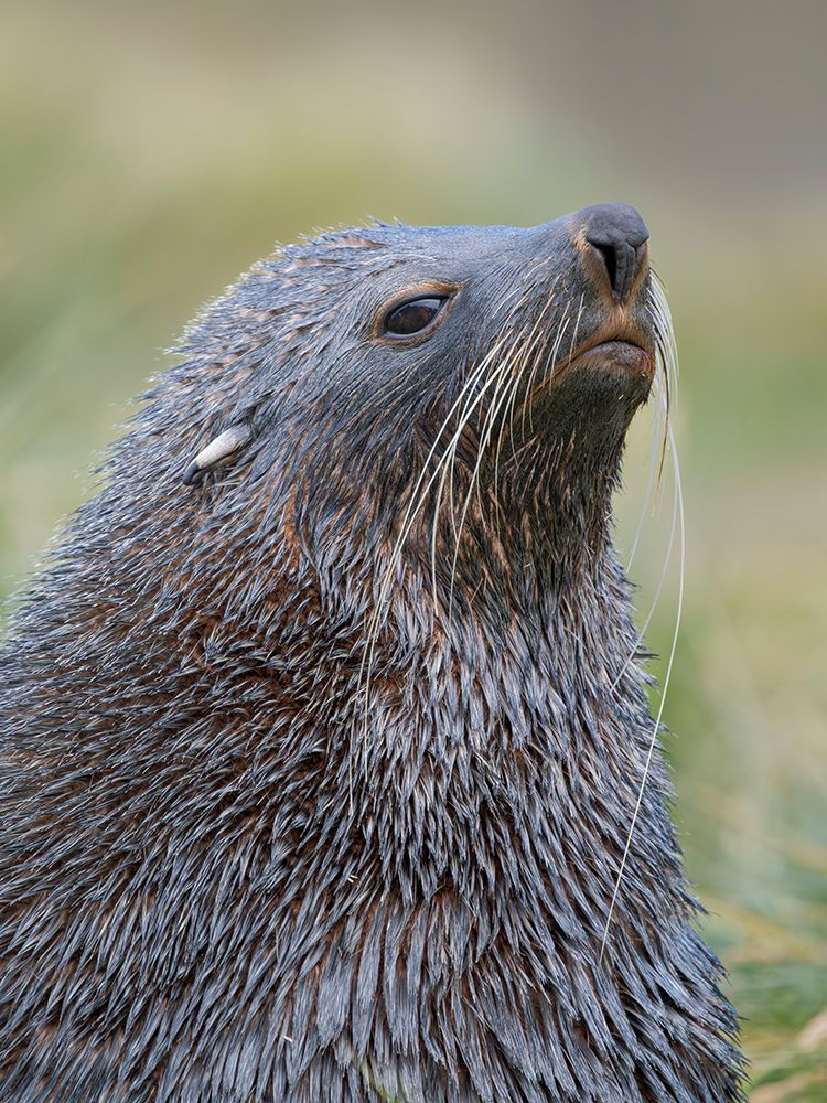 Antarctic fur seal bull on a beach on the island of South Georgia, Grytviken art print by Martin Zwick for $57.95 CAD
