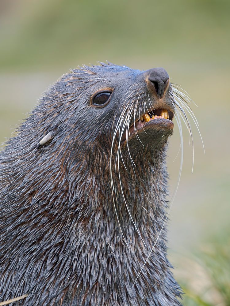 Antarctic fur seal bull on a beach on the island of South Georgia, Grytviken art print by Martin Zwick for $57.95 CAD