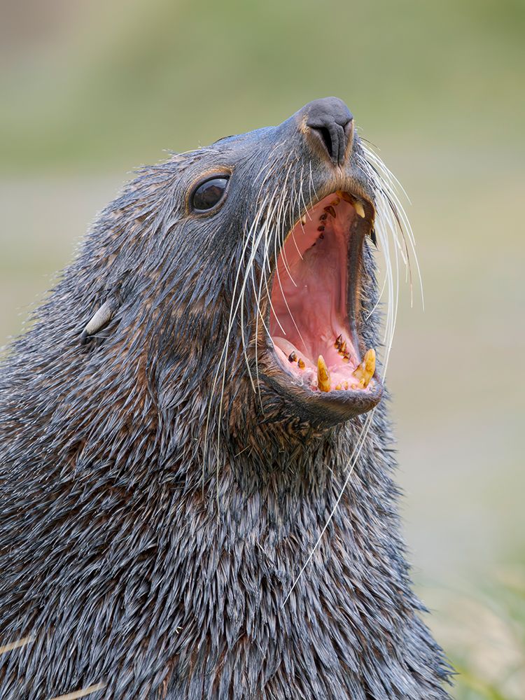 Antarctic fur seal bull on a beach on the island of South Georgia, Grytviken art print by Martin Zwick for $57.95 CAD