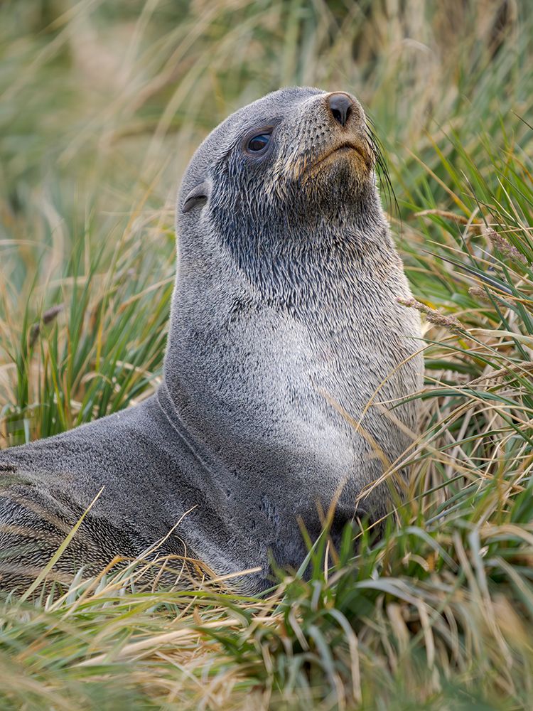Two young bulls playfighting. Antarctic fur seal on a beach, the island of South Georgia, Grytviken art print by Martin Zwick for $57.95 CAD