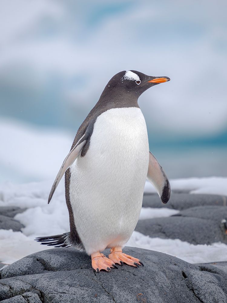 Gentoo Penguin waking to the shore. Antarctica, Antarctic Peninsula, Wiencke Island. art print by Martin Zwick for $57.95 CAD