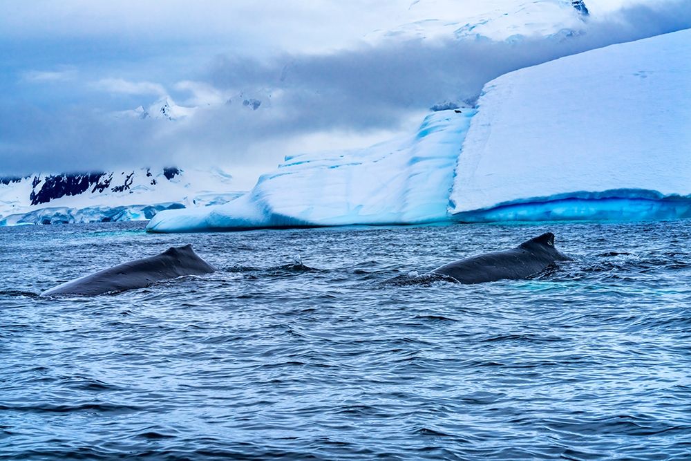 Two Humpback Baleen Whales Chasing Krill blue iceberg Floating sea water Charlotte Bay-Antarctica art print by William Perry for $57.95 CAD