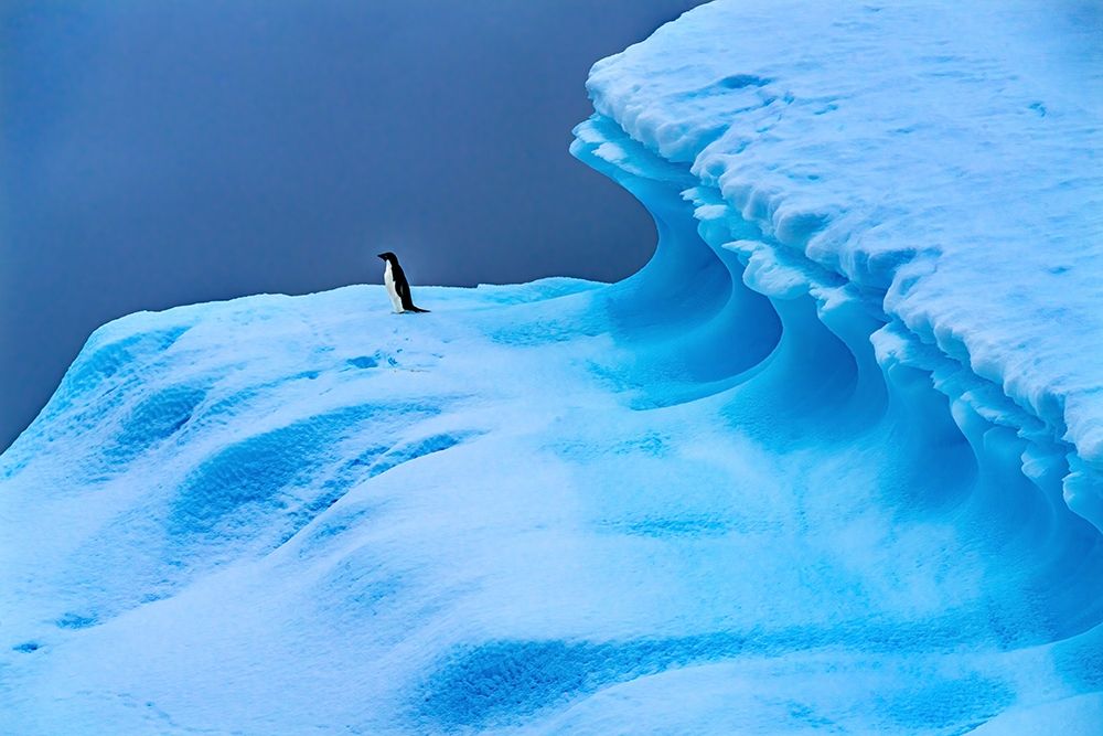 Adelie Penguin blue iceberg Charlotte Bay-Antarctica art print by William Perry for $57.95 CAD