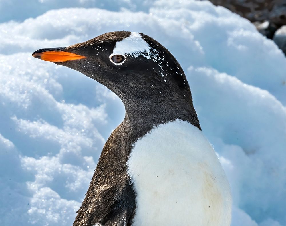 Gentoo penguin Snow Highway Rookery-Damoy Point-Antarctic Peninsula-Antarctica art print by William Perry for $57.95 CAD