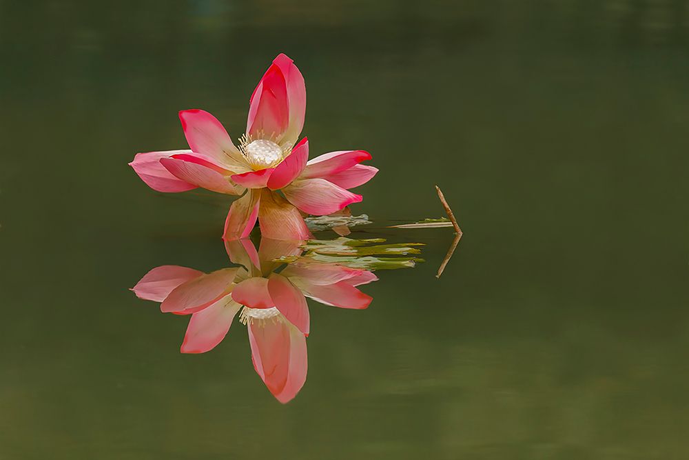 Pink lotus flower and reflection-China art print by Adam Jones for $57.95 CAD