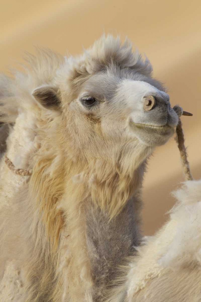 China, Badanjilin Desert Camel in a convoy art print by Josh Anon for $57.95 CAD