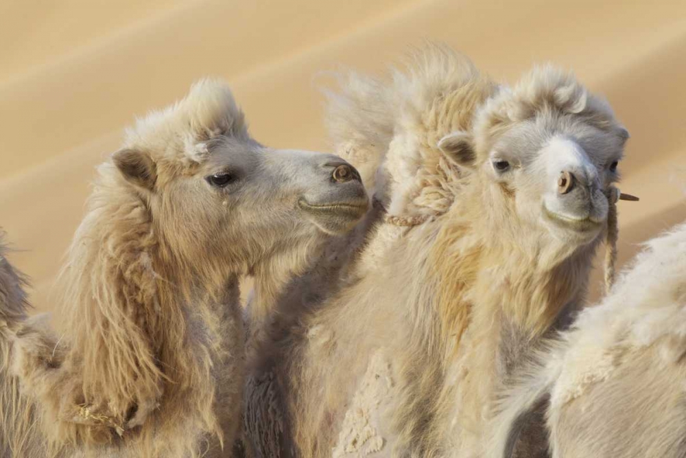 China, Badain Jaran Desert Camels in a convoy art print by Josh Anon for $57.95 CAD