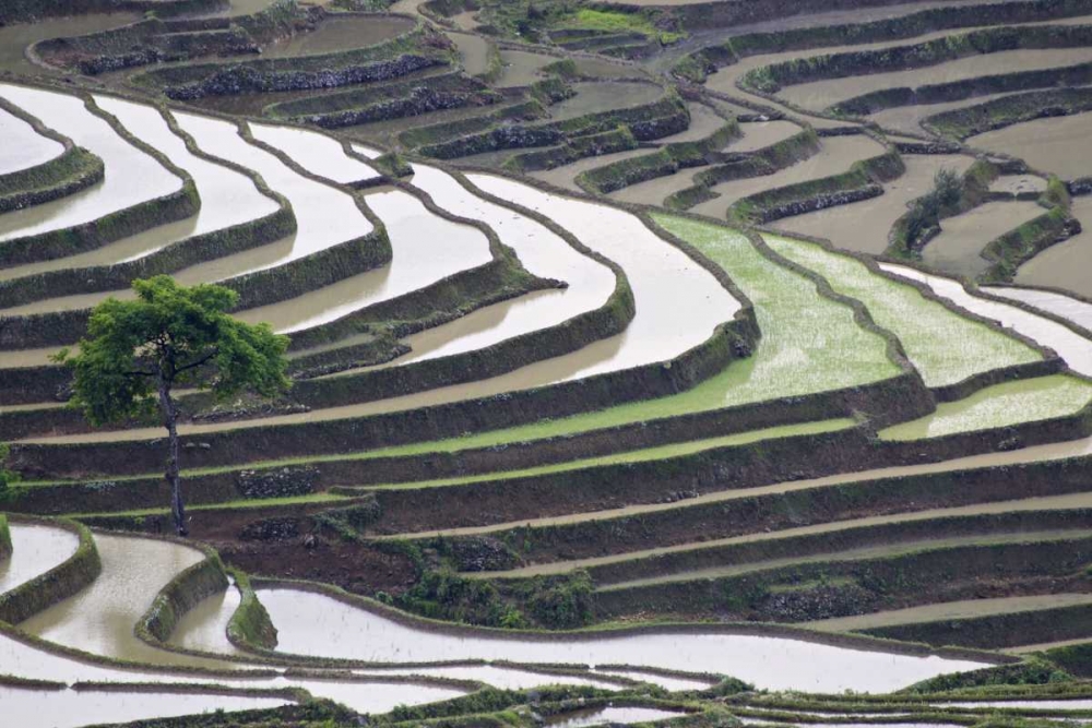 China, Yuanyang Lone tree on rice terraces art print by Josh Anon for $57.95 CAD