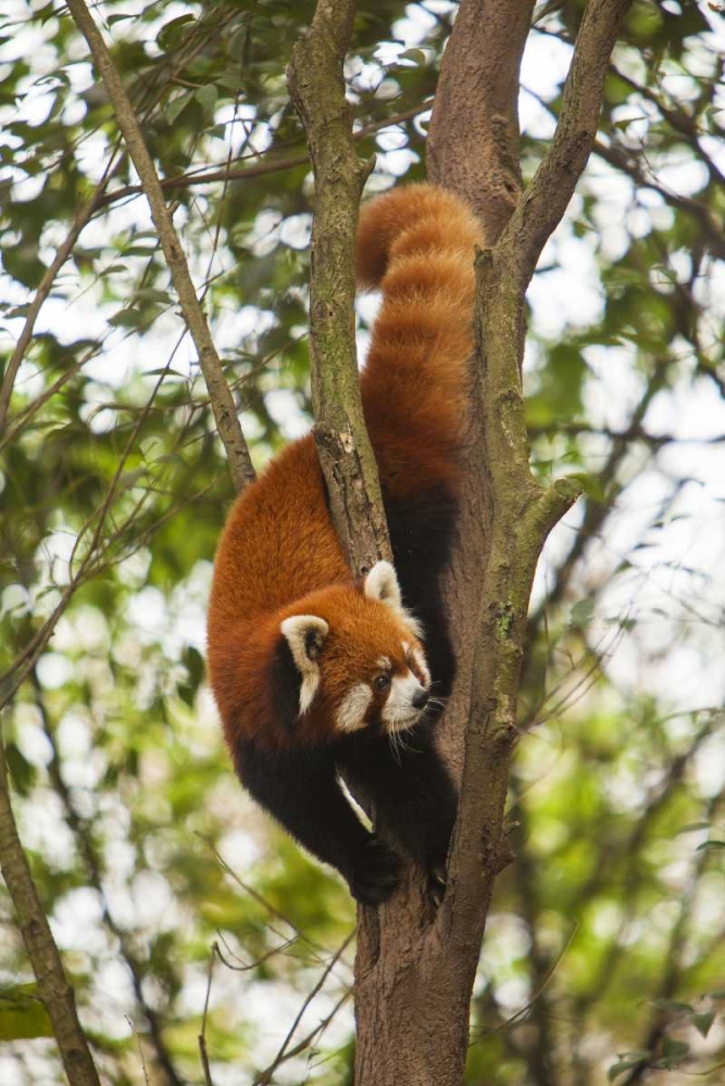 China, Chengdu, Wolong Reserve Lesser panda art print by Jim Zuckerman for $57.95 CAD