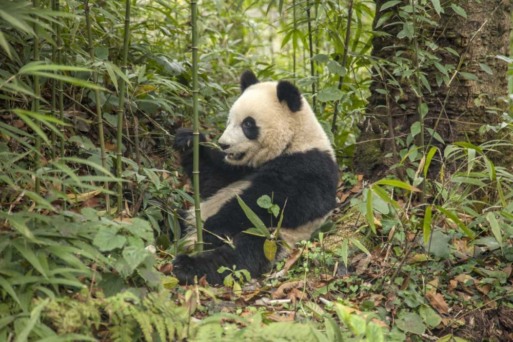 China, Chengdu Young giant panda eating art print by Jim Zuckerman for $57.95 CAD