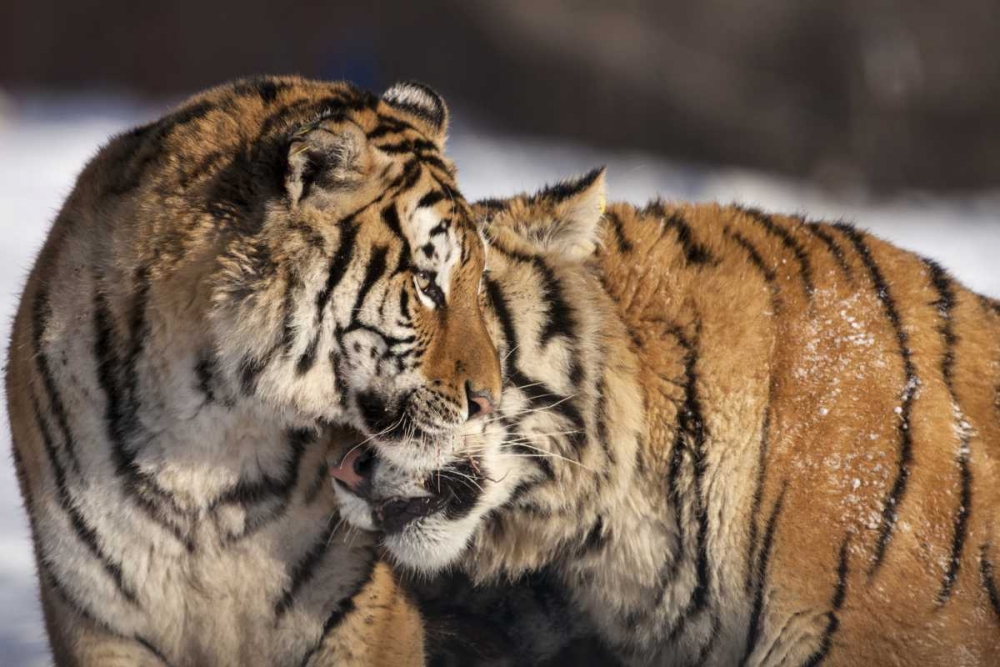 China, Harbin Affectionate Siberian tigers art print by Jim Zuckerman for $57.95 CAD
