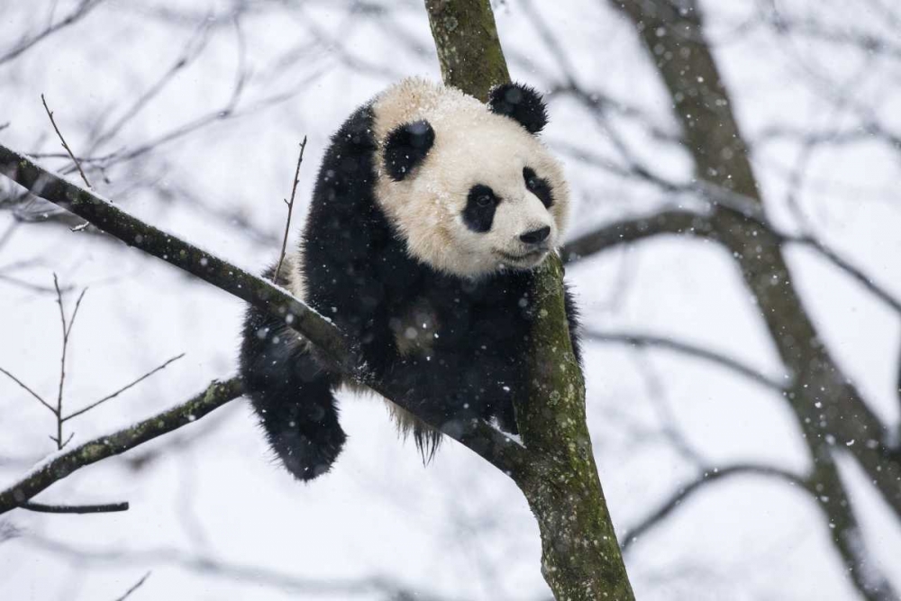 China, Chengdu Baby giant panda in tree art print by Jim Zuckerman for $57.95 CAD