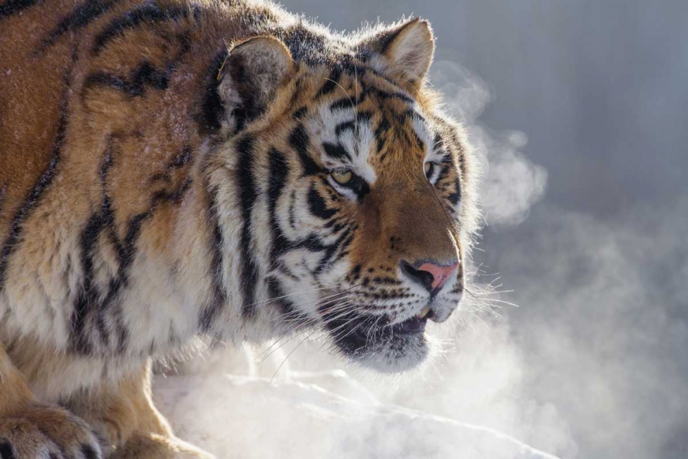 China, Harbin Siberian tiger portrait art print by Jim Zuckerman for $57.95 CAD