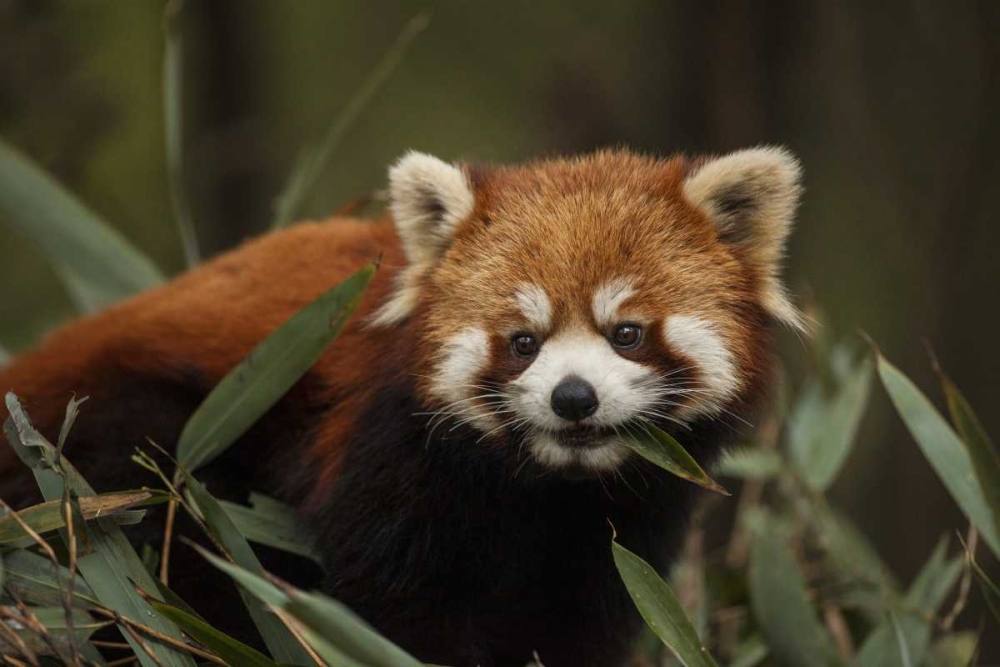 China, Chengdu Red or lesser panda eating art print by Jim Zuckerman for $57.95 CAD