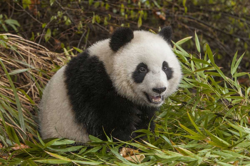 China, Chengdu Young giant panda art print by Jim Zuckerman for $57.95 CAD