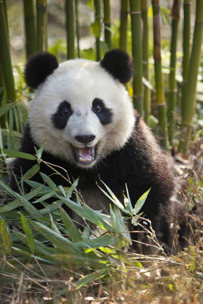 China, Chengdu Young giant panda art print by Jim Zuckerman for $57.95 CAD