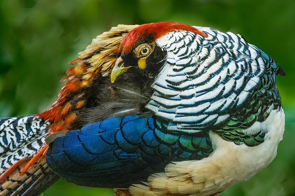 China Close-up of Lady Amhersts pheasant art print by Jaynes Gallery for $57.95 CAD