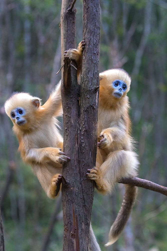 China Wild snub-nosed monkey babies art print by Jaynes Gallery for $57.95 CAD