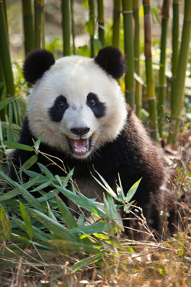 China. Close-up of young giant panda bear. art print by Jaynes Gallery for $57.95 CAD