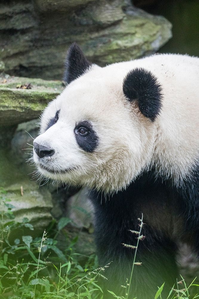 Asia-China-Sichuan Province-Cheng Du-Giant Panda art print by Hollice Looney for $57.95 CAD