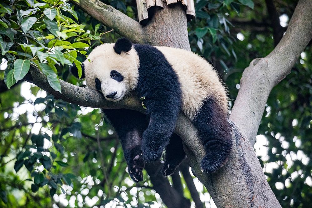 Asia-China-Sichuan Province-Cheng Du-Giant Panda art print by Hollice Looney for $57.95 CAD