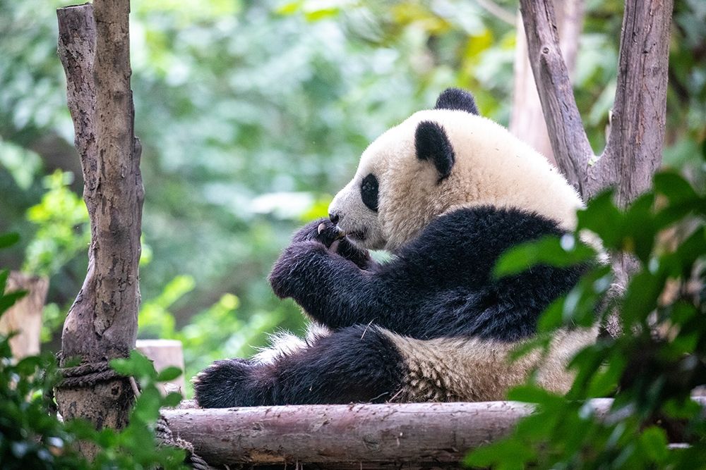 Asia-China-Sichuan Province-Cheng Du-Giant Panda art print by Hollice Looney for $57.95 CAD