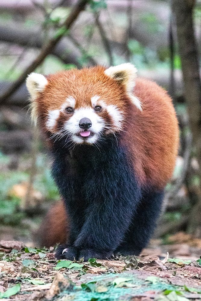 Asia-China-Sichuan Province-Cheng Du-Red Panda art print by Hollice Looney for $57.95 CAD