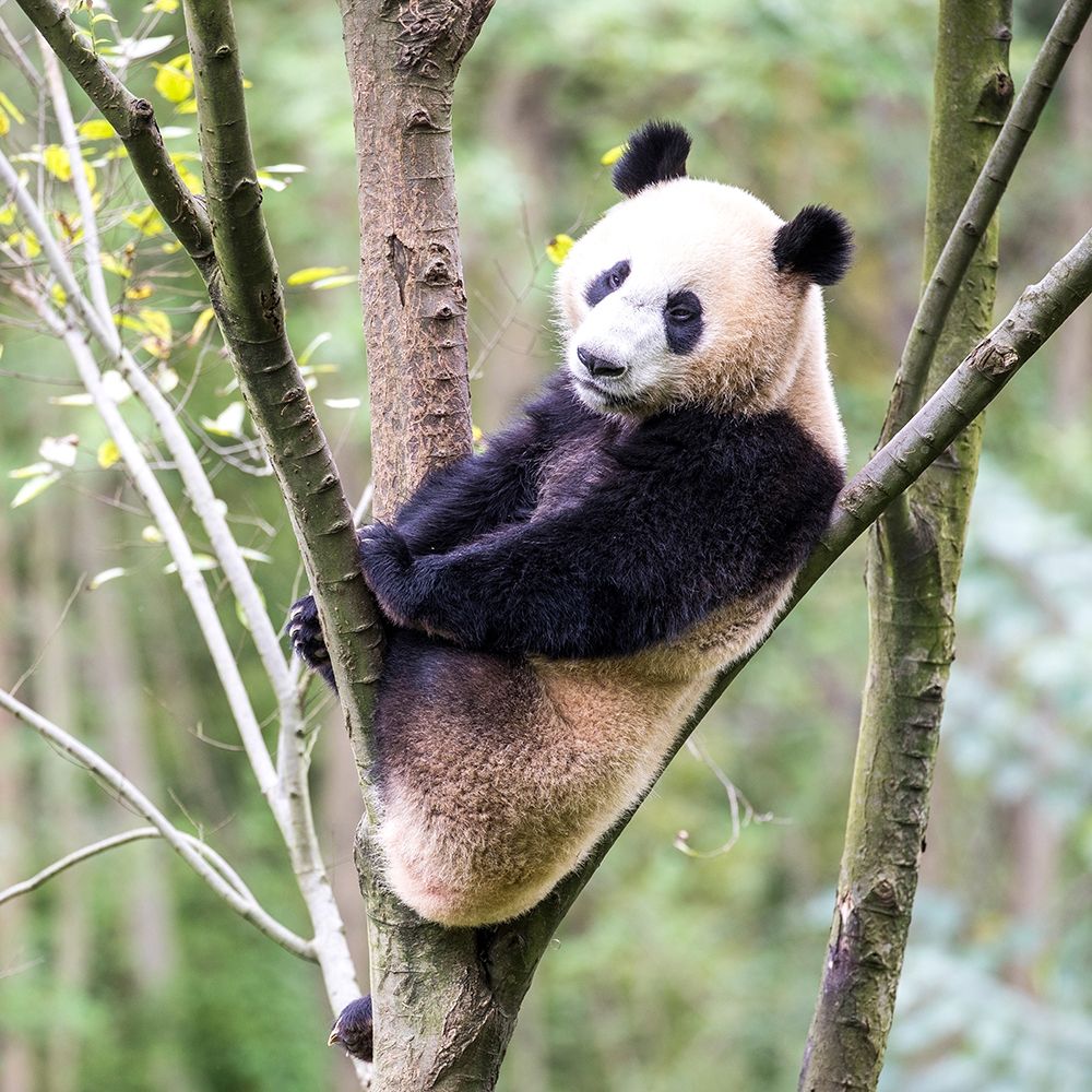 Asia-China-Sichuan Province-Mt Qincheng Town-Giant Panda art print by Hollice Looney for $57.95 CAD