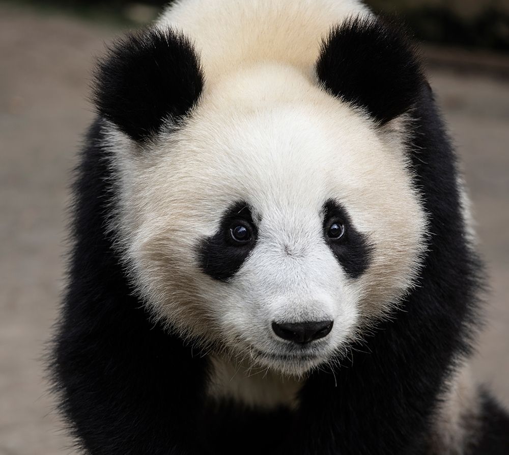 Asia-China-Sichuan Province-Mt Qincheng Town-Giant Panda art print by Hollice Looney for $57.95 CAD