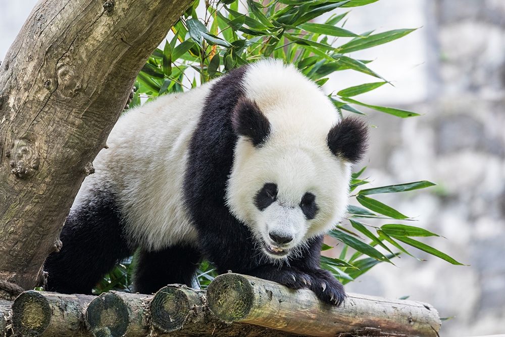 Asia-China-Sichuan Province-Mt Qincheng Town-Giant Panda art print by Hollice Looney for $57.95 CAD