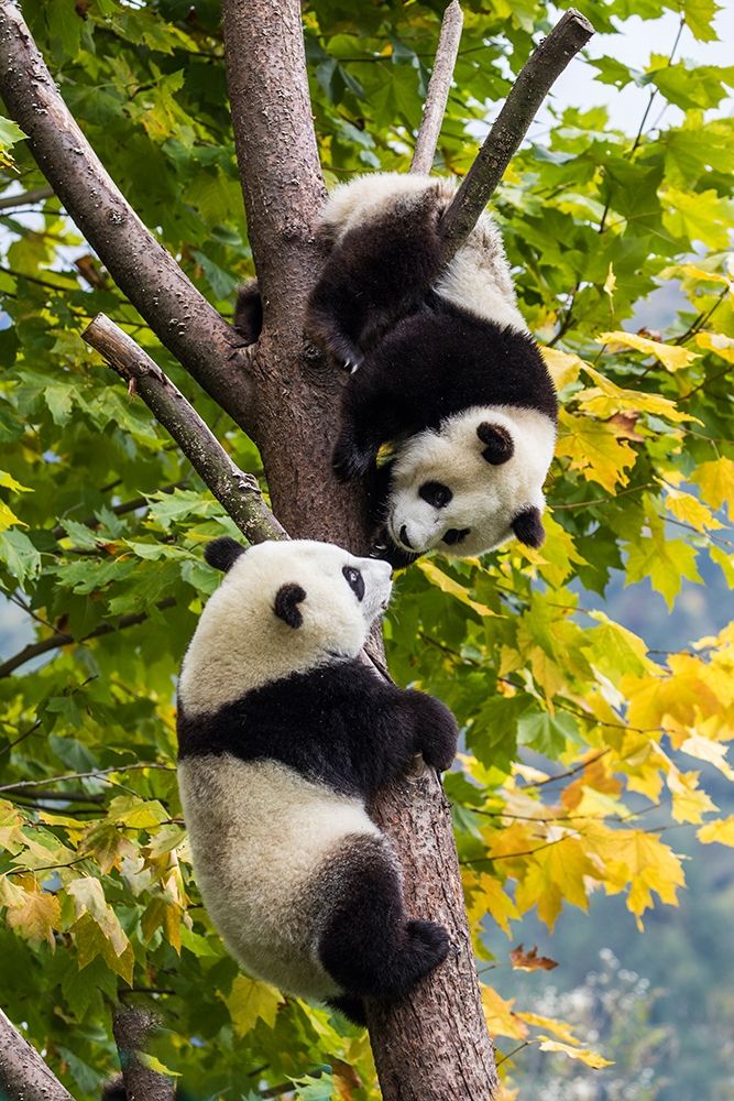 Asia-China-Wolong-Giant Panda-Part of the UNESCO Man and Biosphere Reserve Network art print by Hollice Looney for $57.95 CAD