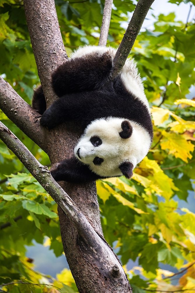 Asia-China-Wolong-Giant Panda-Part of the UNESCO Man and Biosphere Reserve Network art print by Hollice Looney for $57.95 CAD