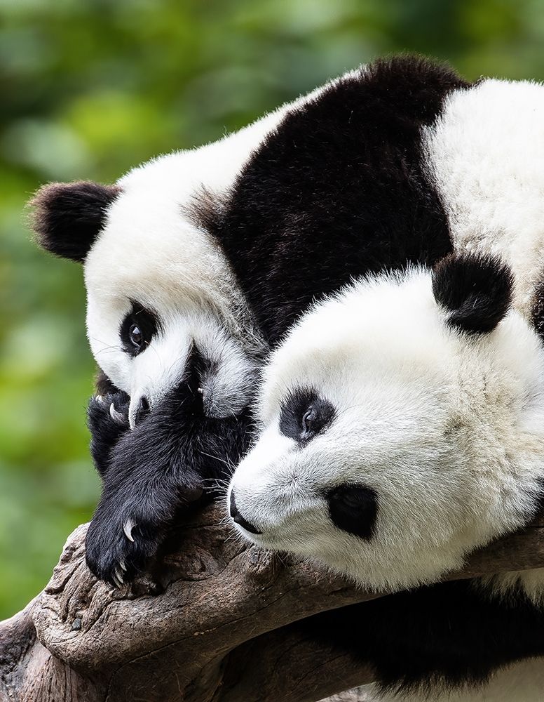 Asia-China-Wolong-Giant Panda-Part of the UNESCO Man and Biosphere Reserve Network art print by Hollice Looney for $57.95 CAD