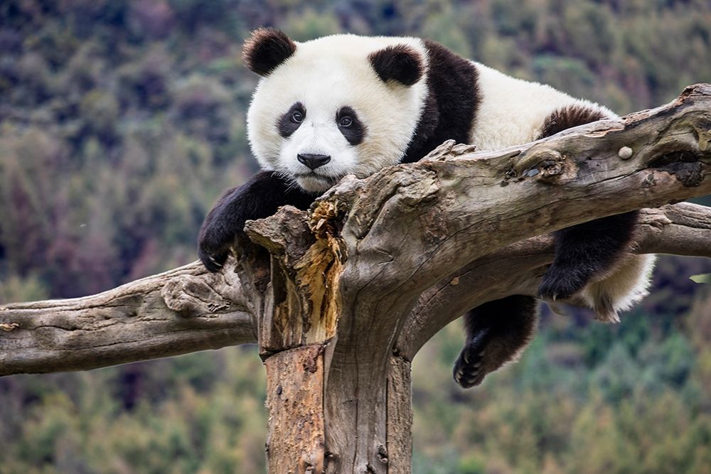 Asia-China-Wolong-Giant Panda-Part of the UNESCO Man and Biosphere Reserve Network art print by Hollice Looney for $57.95 CAD
