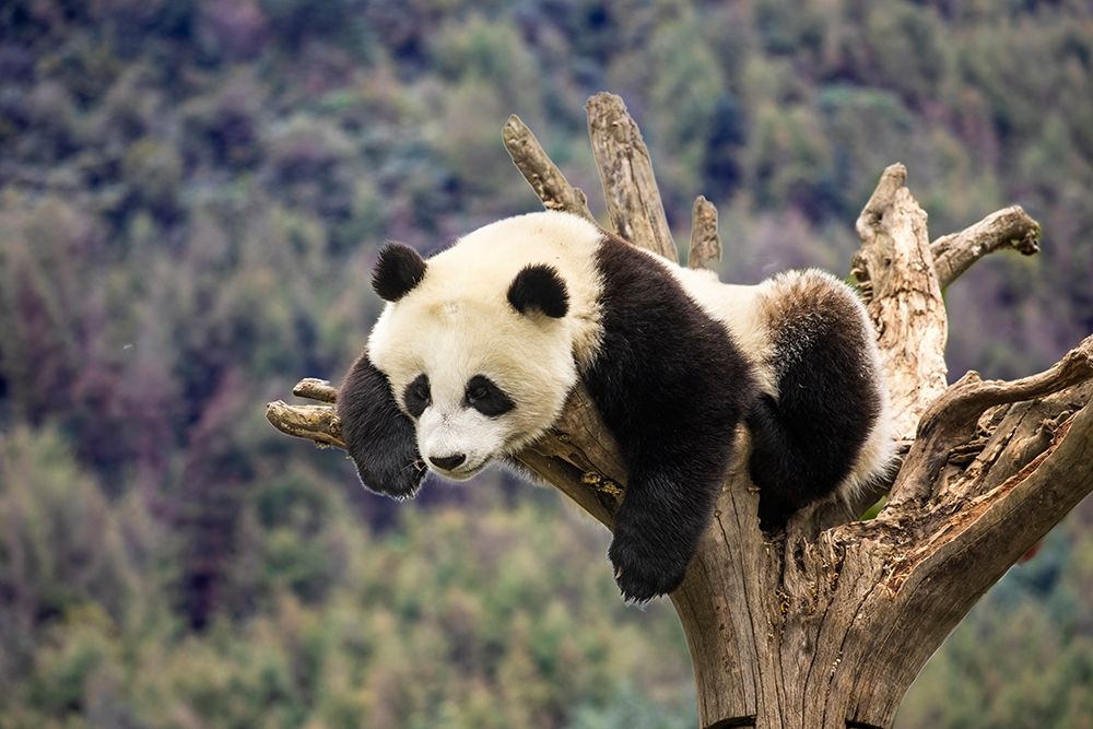 Asia-China-Wolong-Giant Panda-Part of the UNESCO Man and Biosphere Reserve Network art print by Hollice Looney for $57.95 CAD