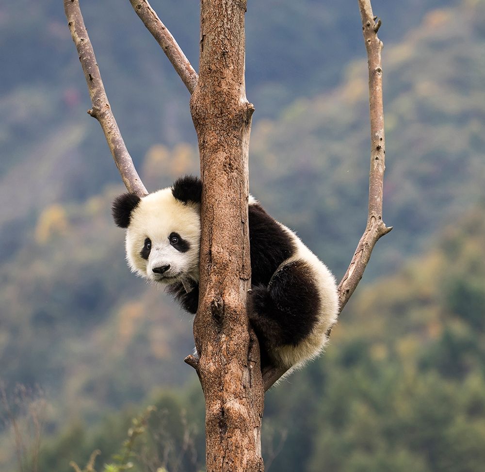 Asia-China-Wolong-Giant Panda-Part of the UNESCO Man and Biosphere Reserve Network art print by Hollice Looney for $57.95 CAD