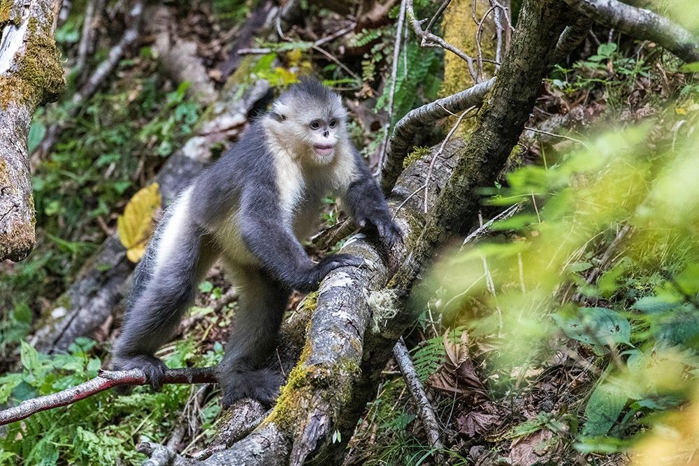 Asia-China-Tacheng-Yunnan Black Snub-Nosed Monkey art print by Hollice Looney for $57.95 CAD
