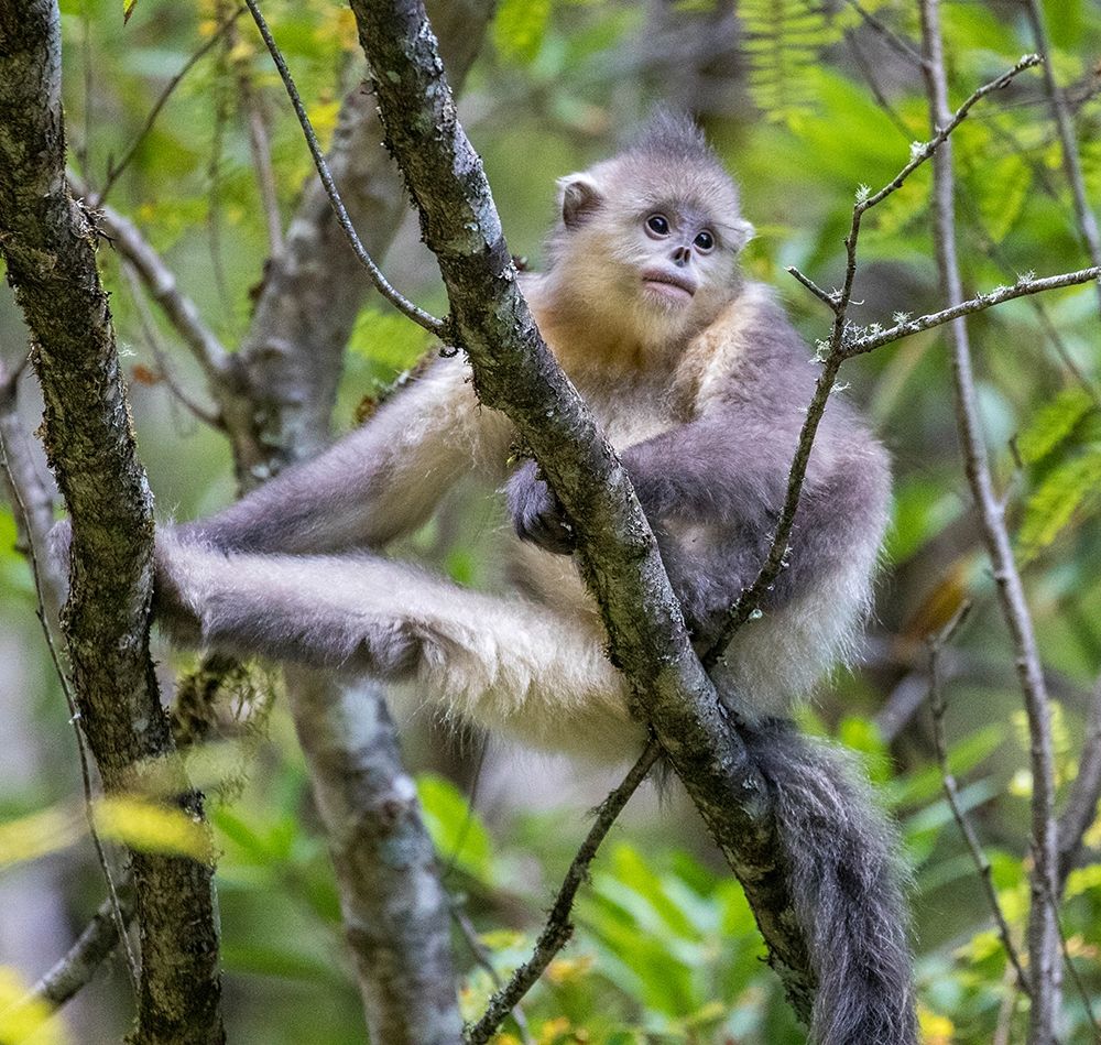 Asia-China-Tacheng-Young Yunnan Black Snub-Nosed Monkey art print by Hollice Looney for $57.95 CAD
