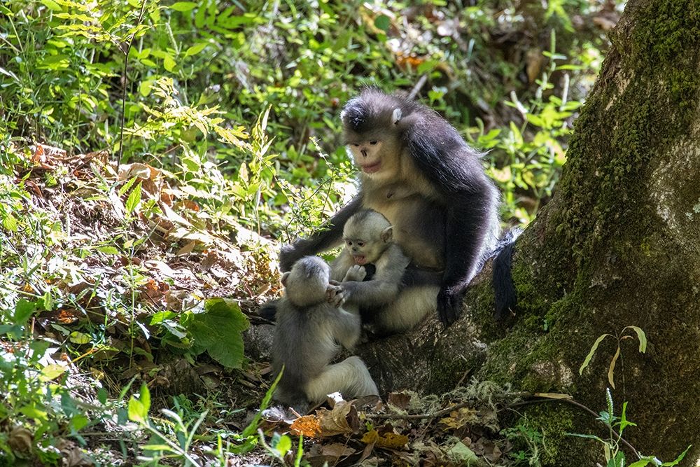Asia-China-Tacheng-Yunnan Black Snub-Nosed monkeys-Adult and Young art print by Hollice Looney for $57.95 CAD