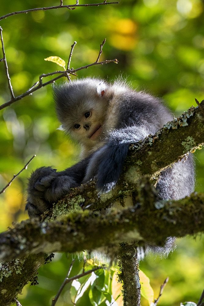 Asia-China-Tacheng-Yunnan Black Snub-Nosed Monkey art print by Hollice Looney for $57.95 CAD