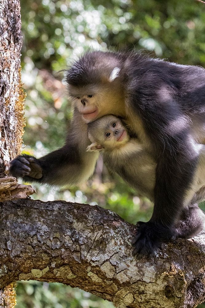 Asia-China-Tacheng-Yunnan Black Snub-Nosed monkeys-Adult and Young art print by Hollice Looney for $57.95 CAD