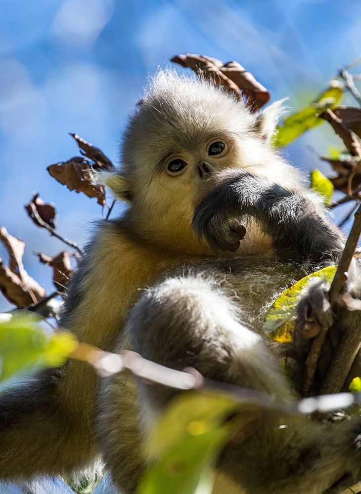 Asia-China-Tacheng-Young Yunnan Black Snub-Nosed Monkey art print by Hollice Looney for $57.95 CAD
