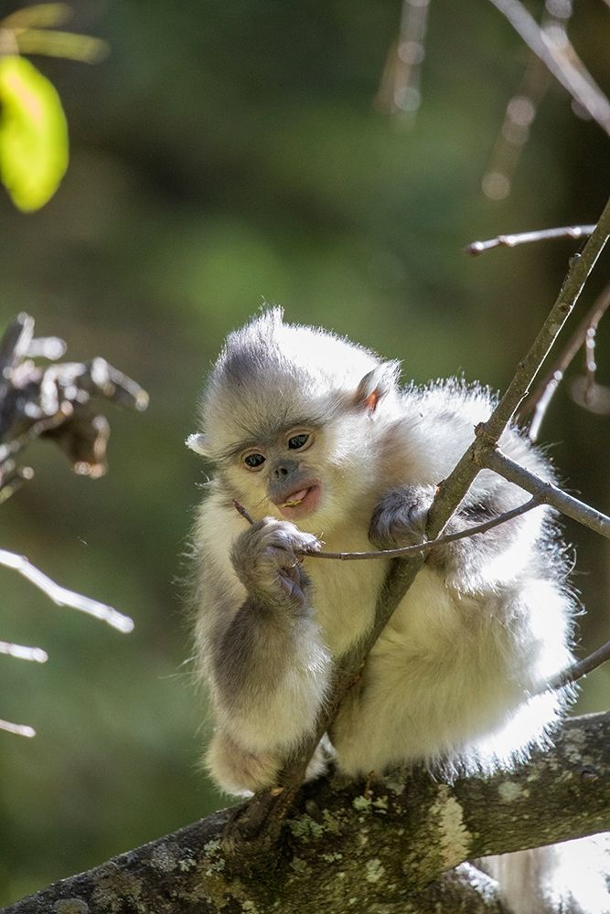 Asia-China-Tacheng-Young Yunnan Black Snub-Nosed Monkey art print by Hollice Looney for $57.95 CAD