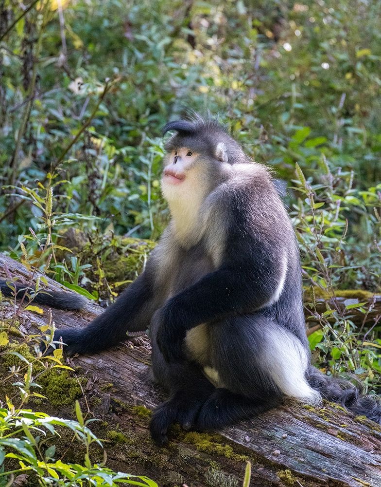 Asia-China-Tacheng-Yunnan Black Snub-Nosed Monkey art print by Hollice Looney for $57.95 CAD