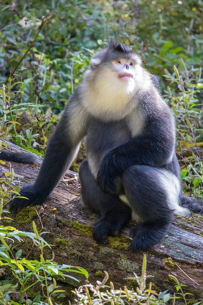 Asia-China-Tacheng-Yunnan Black Snub-Nosed Monkey art print by Hollice Looney for $57.95 CAD