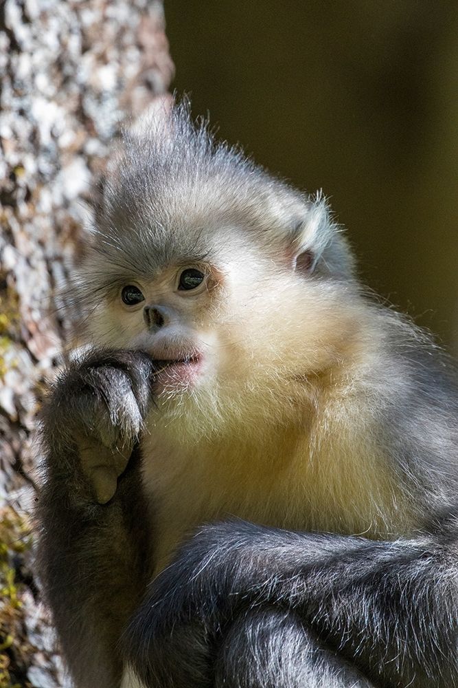 Asia-China-Tacheng-Yunnan Black Snub-Nosed Monkey art print by Hollice Looney for $57.95 CAD