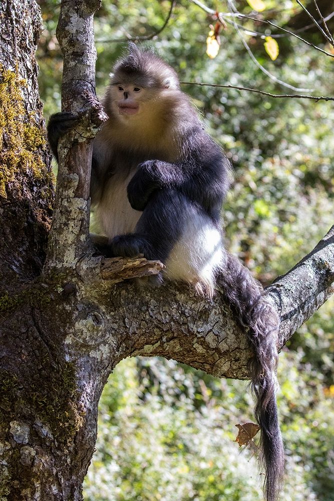 Asia-China-Tacheng-Yunnan Black Snub-Nosed Monkey art print by Hollice Looney for $57.95 CAD