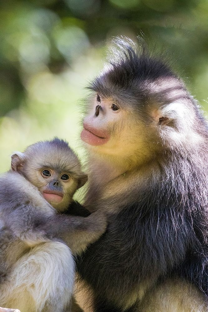 Asia-China-Tacheng-Yunnan Black Snub-Nosed monkeys-Adult and Young art print by Hollice Looney for $57.95 CAD