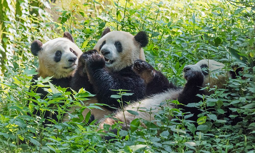Pandas eating bamboo-Chengdu-Sichuan Province-China art print by Keren Su for $57.95 CAD