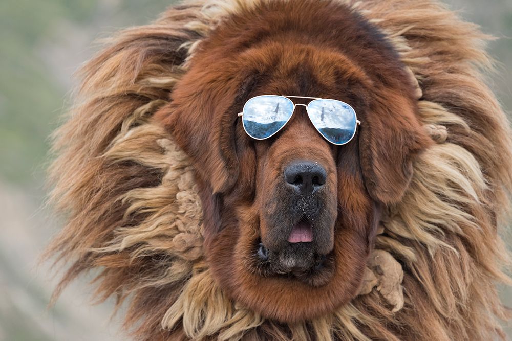 Tibetan Mastiff wearing sun glasses-Tibet-China art print by Keren Su for $57.95 CAD